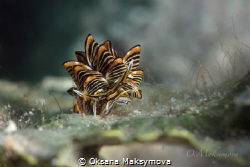 Nudibranch Cyerce nigra by Oksana Maksymova 
